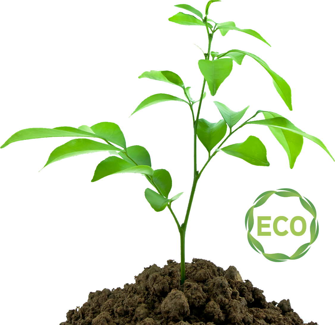 planta eco